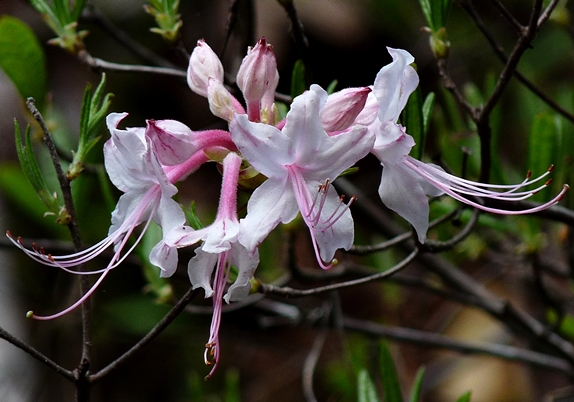 {Rhododendron canescens}